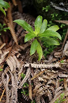 Manono, Hedyotis -Hedyotis terminalis-, Volcano Village, Big Island, Hawaii, USA Manono, Hedyotis -Hedyotis terminalis-, Volcano Village, Big Island, Hawaii, USA