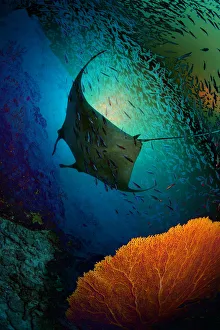 <b class=qtipBold><figcaption>Manta dreams</figcaption></b><br>Thailand. Similan island. Manta ray. multi-exposition.<br><em>© Andrey Narchuk</em> Manta dreams