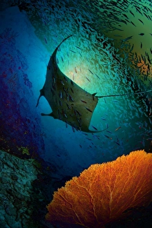 <b class=qtipBold><figcaption>Manta dreams</figcaption></b><br>Multi-exposedManta ray and coral reef.<br><em>© Andrey Narchuk</em> Manta dreams