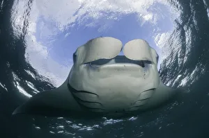 Manta ray feeding on plankton near the surface, Hanifaru Bay, Baa Atoll, Maldives Manta ray feeding on plankton near the surface, Hanifaru Bay, Baa Atoll, Maldives