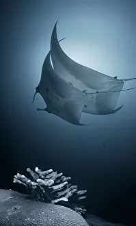 Two mantas dancing