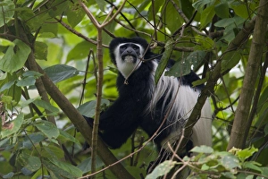 Mantled Guereza (Colobus guereza), Arusha National Park, Tanzania, Africa Mantled Guereza (Colobus guereza), Arusha National Park, Tanzania, Africa