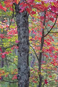 Maple (Acer) tree in autumn forest, Hiawatha National Forest, Upper Peninsula, Michigan Maple (Acer) tree in autumn forest, Hiawatha National Forest, Upper Peninsula, Michigan