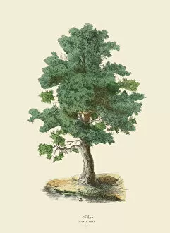 Victorian Style Gallery: Maple Tree or Acer, Victorian Botanical Illustration