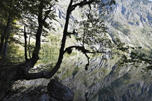 Maple tree on Lake Obersee, Berchtesgaden Alps, Nationalpark Berchtesgaden national park Maple tree on Lake Obersee, Berchtesgaden Alps, Nationalpark Berchtesgaden national park