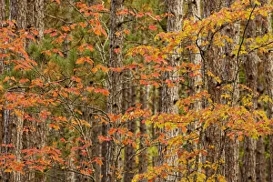 Maple trees in fall colors, Hiawatha National Forest, Upper Peninsula of Michigan, USA Maple trees in fall colors, Hiawatha National Forest, Upper Peninsula of Michigan, USA