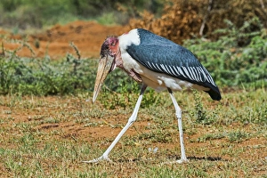 Marabou -Leptoptilos crumeniferus-, Kenya Marabou -Leptoptilos crumeniferus-, Kenya