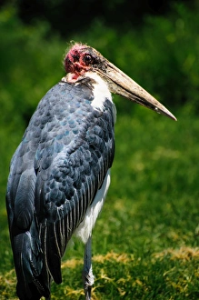 Marabou Stalk Marabou Stalk