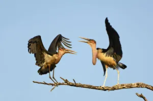 <b class=qtipBold><figcaption>Two Marabou Stork argue over a perch</figcaption></b><br>conflict, defend, squabble, , Ben Cranke, 82773456<br><em>© Ben Cranke</em> Two Marabou Stork argue over a perch