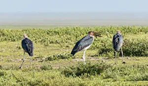 Marabou Storks -Leptoptilos crumeniferus-, Serengeti, Tanzania Marabou Storks -Leptoptilos crumeniferus-, Serengeti, Tanzania