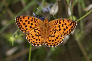 Marbled Fritillary butterfly -Brenthis daphne-, Lake Kerkini region, Greece, Europe Marbled Fritillary butterfly -Brenthis daphne-, Lake Kerkini region, Greece, Europe