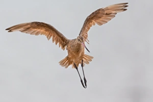 <b class=qtipBold><figcaption>Marbled Godwit</figcaption></b><br>A Marbled Godwit in flight pose<br><em>© 2013 Phoo Chan</em> Marbled Godwit
