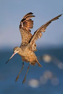 <b class=qtipBold><figcaption>Marbled Godwit</figcaption></b><br>Marbled Godwit flying in air.<br><em>© Phoo Chan</em> Marbled Godwit