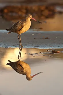 Sandpipers Gallery: Marbled Godwit Collection
