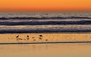 Marbled Godwits -Limosa fedoa- at sunset on the Pacific Coast, Oceanside, San Diego, California, United States Marbled Godwits -Limosa fedoa- at sunset on the Pacific Coast, Oceanside, San Diego, California, United States