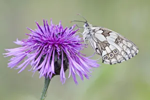Marbled White Butterfly -Melanargia galathea- on Brownray Knapweed -Centaurea jacea Marbled White Butterfly -Melanargia galathea- on Brownray Knapweed -Centaurea jacea