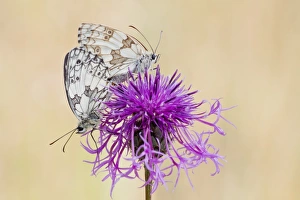 Marbled White Butterfly -melanargia galathea- pair mating on Brown Knapweed -Centaurea Marbled White Butterfly -melanargia galathea- pair mating on Brown Knapweed -Centaurea