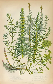 Mares Tail, Horsetail, Water Milfoil and Starwort, Victorian Botanical Illustration Mares Tail, Horsetail, Water Milfoil and Starwort, Victorian Botanical Illustration