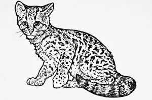 Images Dated 6th February 2007: Margay (Leopardus wiedii), patterned cat