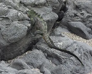 Marine Iguana -Amblyrhynchus cristatus- climbing over lava rocks, Fernandina Island Marine Iguana -Amblyrhynchus cristatus- climbing over lava rocks, Fernandina Island