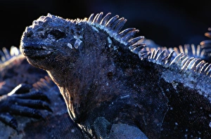 Marine iguana (Amblyrhynchus cristatus) Ecuador, close-up Marine iguana (Amblyrhynchus cristatus) Ecuador, close-up