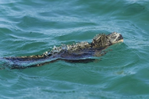 Marine Iguana -Amblyrhynchus cristatus- swimming in the sea, Isabela Island, Galapagos Islands, Ecuador Marine Iguana -Amblyrhynchus cristatus- swimming in the sea, Isabela Island, Galapagos Islands, Ecuador
