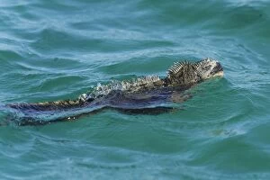 Images Dated 25th December 2012: Marine Iguana -Amblyrhynchus cristatus- swimming in the sea, Isabela Island, Galapagos Islands