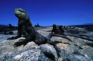 Marine iguanas (Amblyrhynchus cristatus) Ecuador Marine iguanas (Amblyrhynchus cristatus) Ecuador