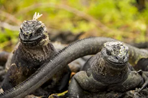 Marine Iguanas, Galapagos