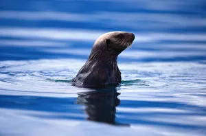 A marine mammal native to both American and Asian shores of Pacific Ocean, living A marine mammal native to both American and Asian shores of Pacific Ocean, living
