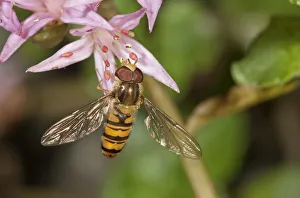 Marmalade Hoverfly -Episyrphus balteatus- feeding on pollen, Untergroeningen, Baden-Wuerttemberg Marmalade Hoverfly -Episyrphus balteatus- feeding on pollen, Untergroeningen, Baden-Wuerttemberg