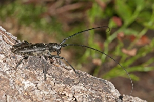 Marmorated Longhorn Beetle -Monochamus sutor- on a tree trunk, Vorarlberg, Austria Marmorated Longhorn Beetle -Monochamus sutor- on a tree trunk, Vorarlberg, Austria