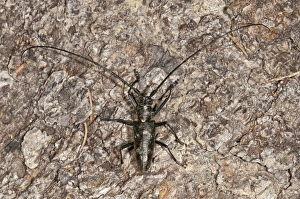 Marmorated Longhorn Beetle -Monochamus sutor- on a tree trunk, Vorarlberg, Austria Marmorated Longhorn Beetle -Monochamus sutor- on a tree trunk, Vorarlberg, Austria