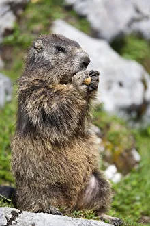 Marmot -Marmota marmota- nibbling on a peanut, Salzburger Land, Austria Marmot -Marmota marmota- nibbling on a peanut, Salzburger Land, Austria