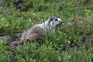 Marmot -Marmota sp.-, Glacier National Park, Montana, United States Marmot -Marmota sp.-, Glacier National Park, Montana, United States