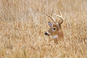 <b class=qtipBold><figcaption>Marsh Buck</figcaption></b><br>I was surprised to spot this buck walking through the marsh, then I spotted the doe he was walking after.<br><em>© Jim Cumming</em> Marsh Buck
