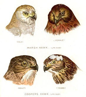 marsh and Cooper hawk birds lithograph 1897 marsh and Cooper hawk birds lithograph 1897