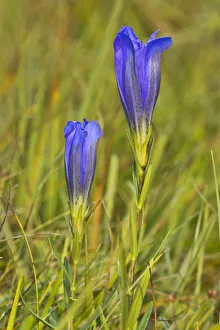Marsh gentian -Gentiana pneumonanthe-, Mieminger Plateau, Tyrol, Austria Marsh gentian -Gentiana pneumonanthe-, Mieminger Plateau, Tyrol, Austria