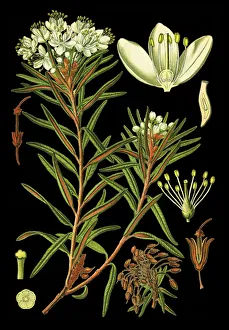 marsh Labrador tea, northern Labrador tea, wild rosemary marsh Labrador tea, northern Labrador tea, wild rosemary
