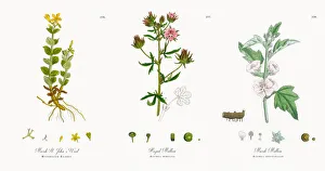 Marsh St. Johnas Wort, Hypericum Elodes, Victorian Botanical Illustration, 1863 Marsh St. Johnas Wort, Hypericum Elodes, Victorian Botanical Illustration, 1863