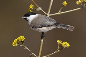 Marsh Tit -Parus palustris- perched on a twig, Neunkirchen, Siegerland, North Rhine-Westphalia, Germany Marsh Tit -Parus palustris- perched on a twig, Neunkirchen, Siegerland, North Rhine-Westphalia, Germany