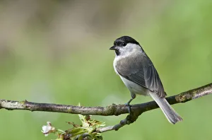Marsh Tit -Parus palustris-, Untergroeningen, Baden-Wuerttemberg, Germany, Europe Marsh Tit -Parus palustris-, Untergroeningen, Baden-Wuerttemberg, Germany, Europe