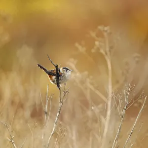 <b class=qtipBold><figcaption>Marsh wren in field of gold</figcaption></b><br>Lightly textured image of marsh wren perched on twig in golden lit field of dried vegetation and wildflowers.<br><em>© 2010-2011 Susan Gary</em> Marsh wren in field of gold