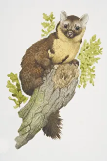 Collections/dorling kindersley prints/martes martes european pine marten perched tree Collections/dorling kindersley prints/martes martes european pine marten perched tree