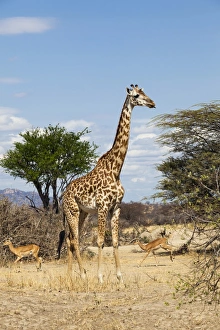 Masai giraffe -Giraffa camelopardalis- and impalas -Aepyceros melampus Masai giraffe -Giraffa camelopardalis- and impalas -Aepyceros melampus