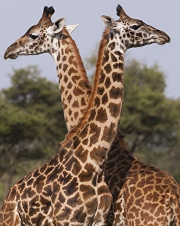 Two masai giraffe looking away from each other in Serengeti National Park, Tanzania Two masai giraffe looking away from each other in Serengeti National Park, Tanzania