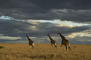 Images Dated 11th November 2007: Masai giraffe, Masai Mara Game Reserve, Kenya