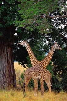 Masai Giraffes (Giraffa Camelopardalis Tippelskirchi) Masai Giraffes (Giraffa Camelopardalis Tippelskirchi)