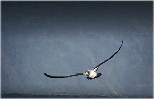 Masked booby in flight, Lord Howe Island, New South Wales Masked booby in flight, Lord Howe Island, New South Wales