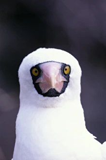 Masked booby (Sula dactylatra) Ecuador, head-shot